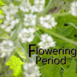 Flowering Period
